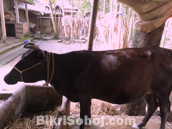 একটি ফ্রিজিয়ান ক্রস উন্নত জাতের গাভী